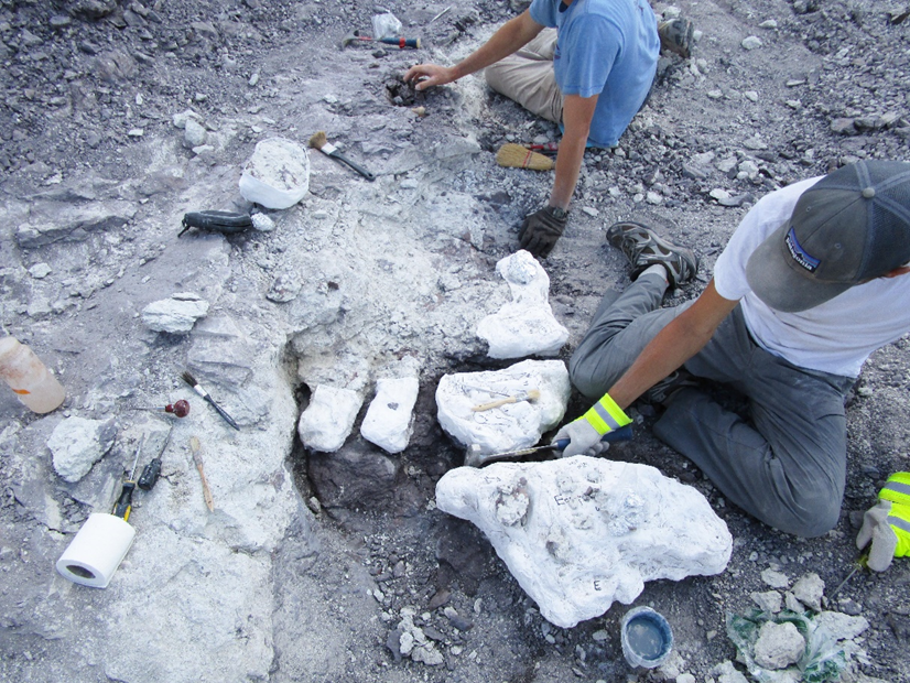 Paleontologists excavating fossils from the site in 2014. Paleontologists excavating fossils from the site in 2014.