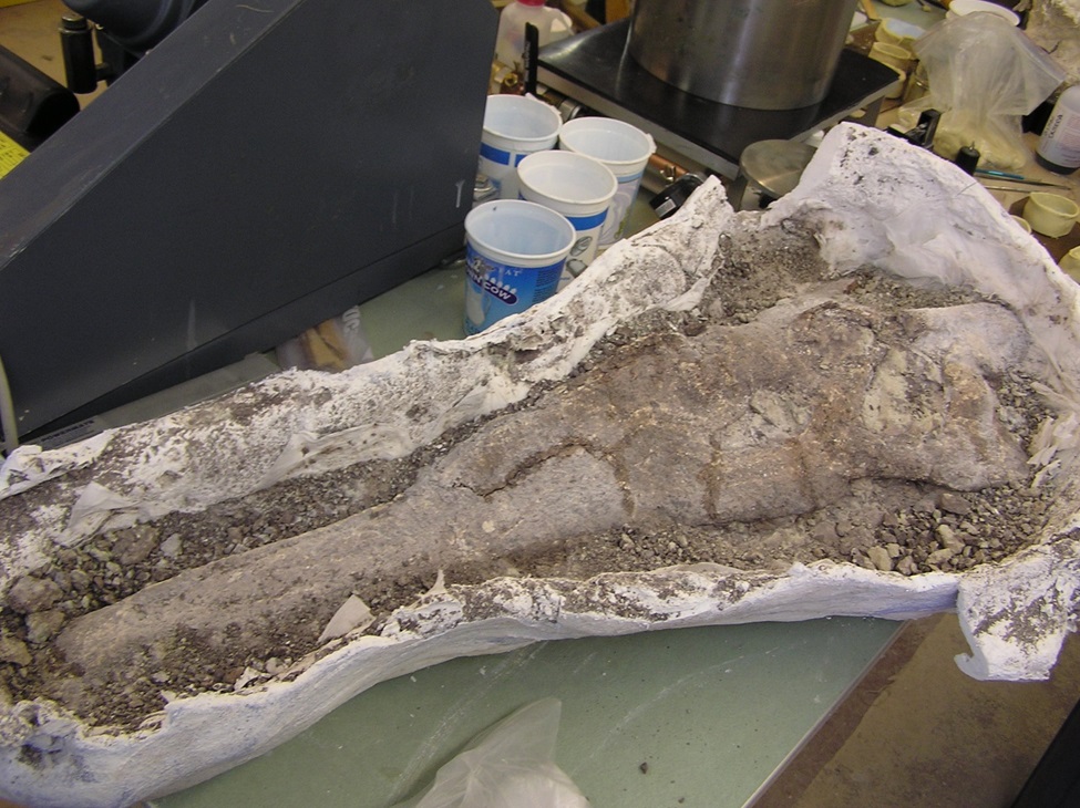 Gumby the Phytosaur skull in half a plaster jacket ready to be prepared for display