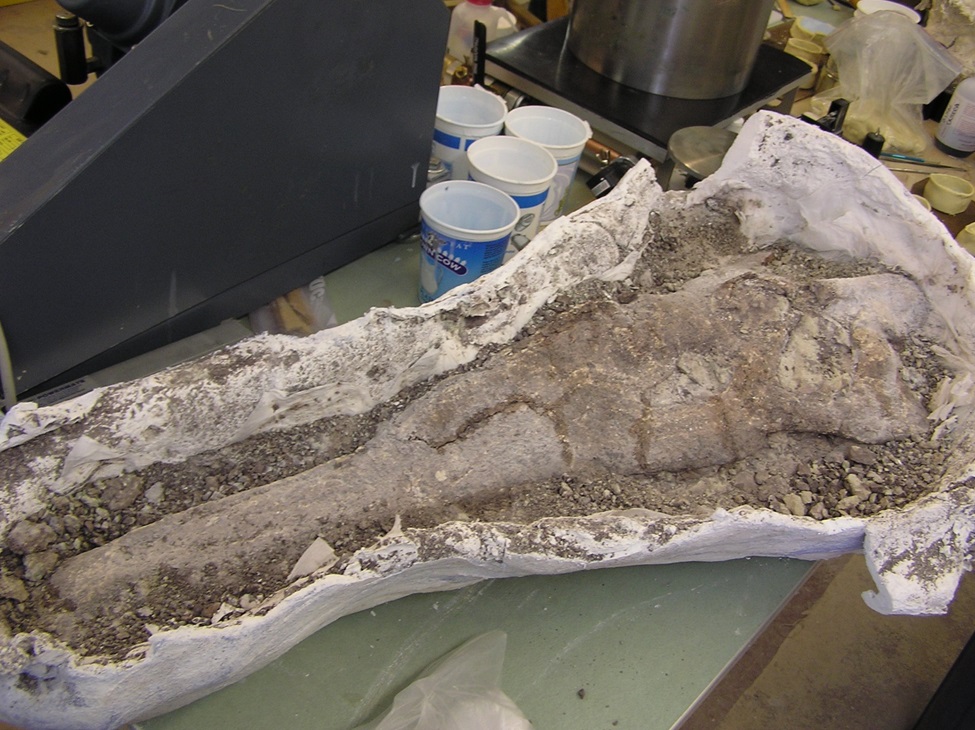 Gumby the Phytosaur skull in half a plaster jacket ready to be prepared for display Gumby the Phytosaur skull in half a plaster jacket ready to be prepared for display