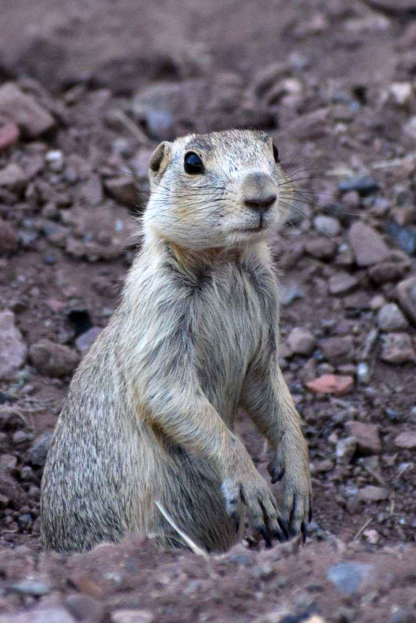 A Gunnison’s Prairie Dog stands up in its burrow. A Gunnison’s Prairie Dog stands up in its burrow.