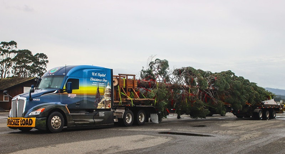 The US Capitol Christmas Tree begins its journey to Washington D.C.