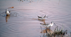 Sandpipers troll for food