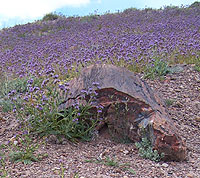 purple heliotrope flowers with petrified wood