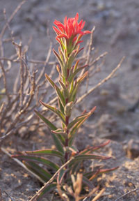 Indian Paintbrush flower