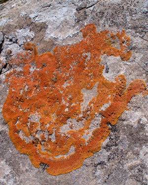 Orange lichen
