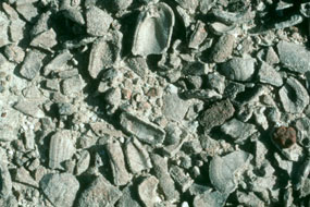 scattering of shell fossils