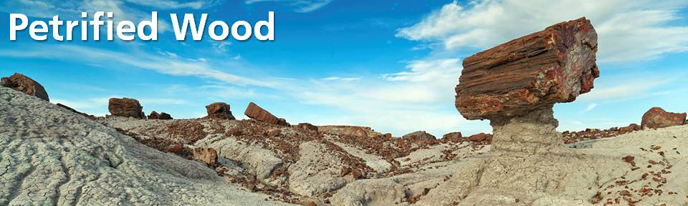 petrified wood banner