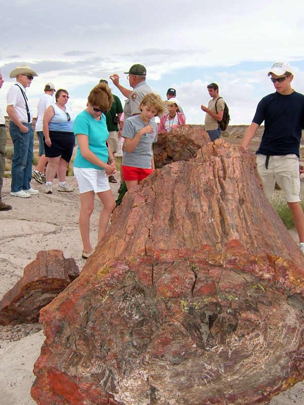 Ranger Program at Giant Logs, people gathered around a petrified log with a ranger.