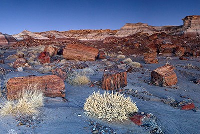 Petrified wood spread around Jasper Forest at twilight