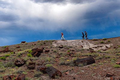 Visitors walk among the petrified wood at Long Longs