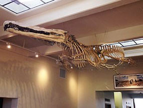 Skeleton hanging in museum Skeleton hanging in museum