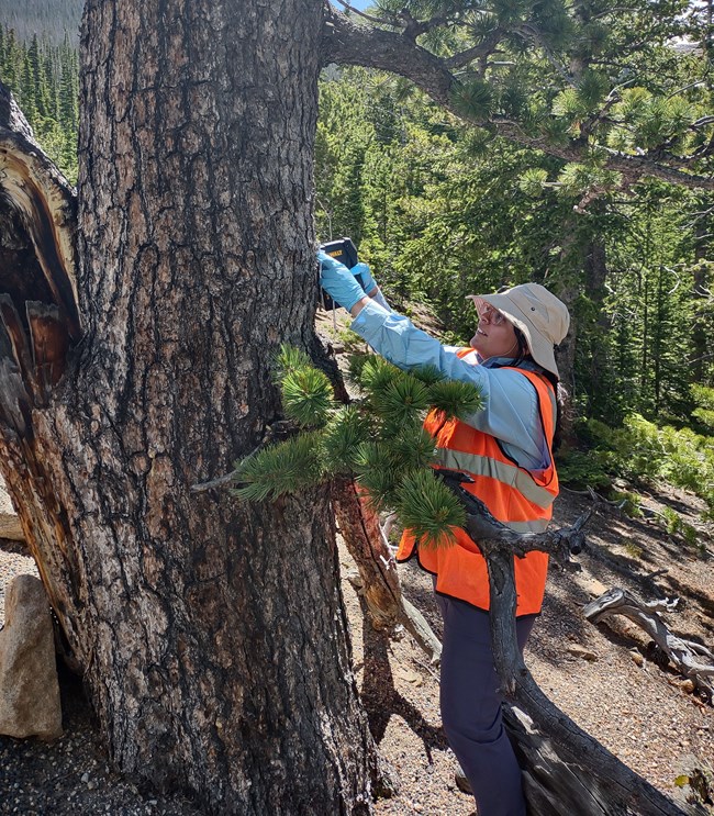 Valeria tree A woman wearing a hat, and a yellow vest holds up a device to a tree