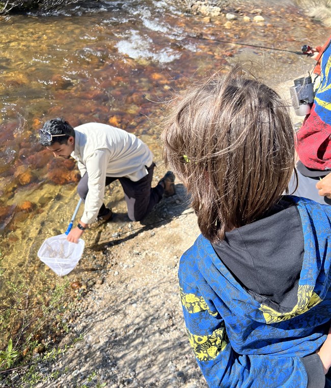 BrookTrout A young man kneals near a body of water holding a net. Two youth watch him from above on a dirt trail.