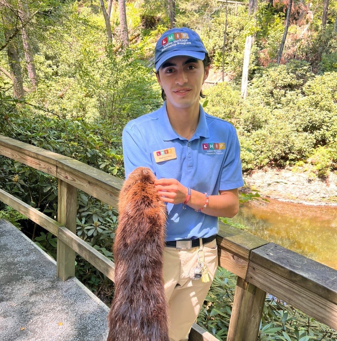 Andres holds beaver pelt A young man wearing a blue shirt with a Latino Heritage Internship Program logo on it holds a beaver pelt