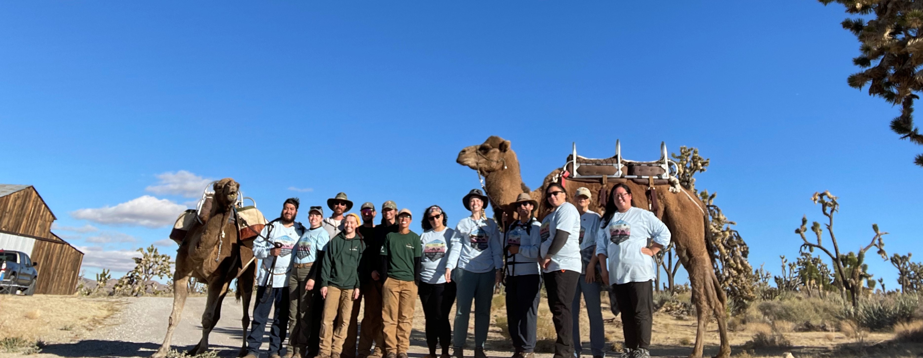 Joshua Tree National Park is employing camels to help save the