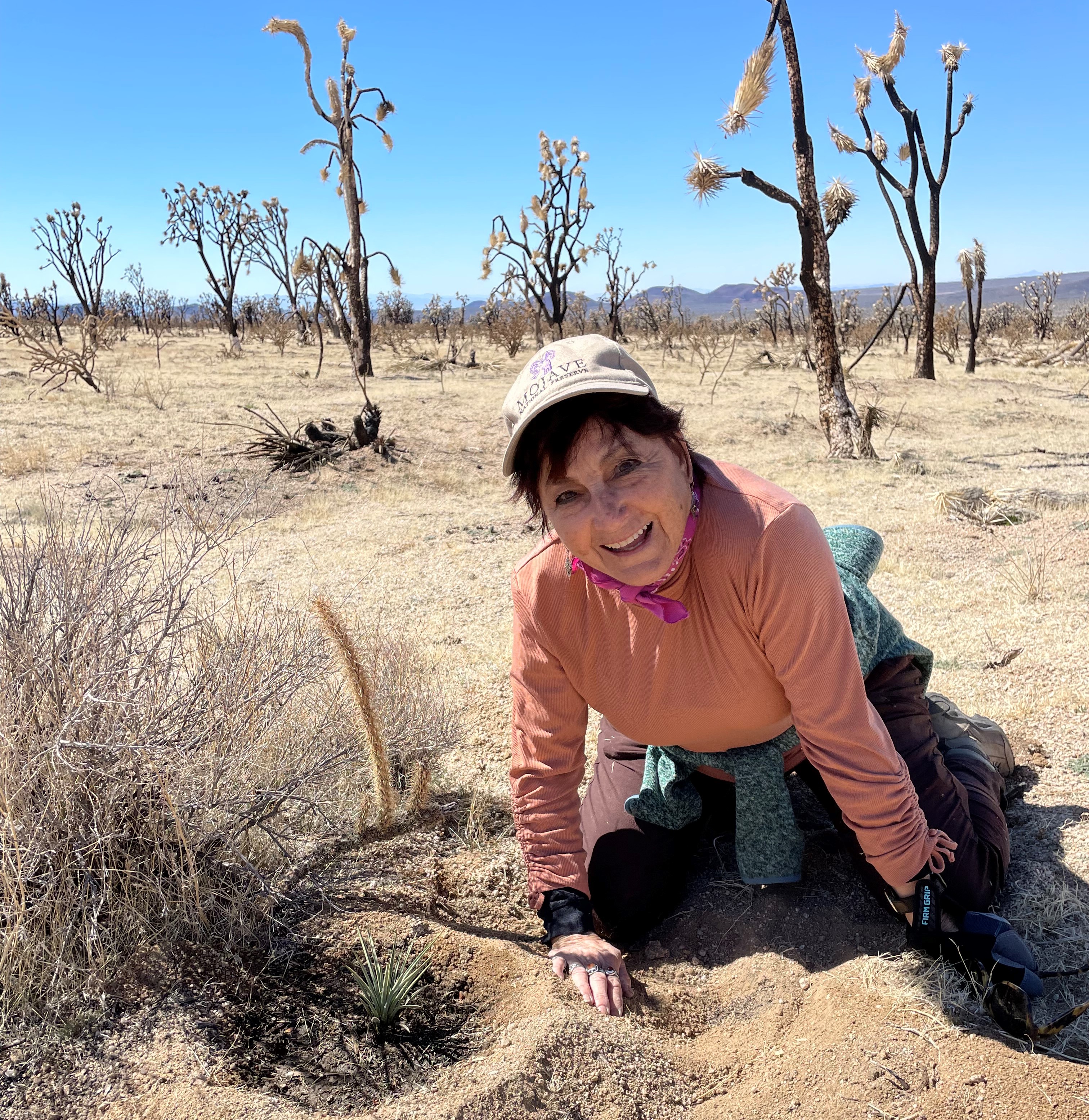 Woman smiles while planting a young Joshua tree into the ground on a sunny day.