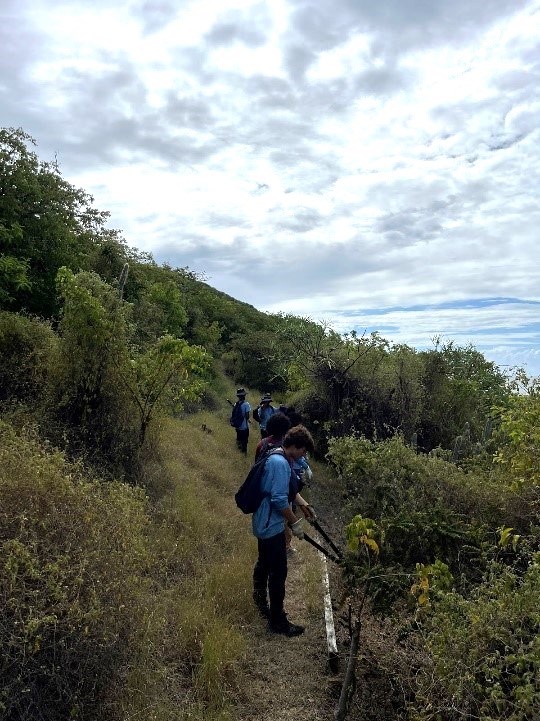A young man on a path with shrubbery and brush on either side of him. He is using shears to cut the tall shrubbery