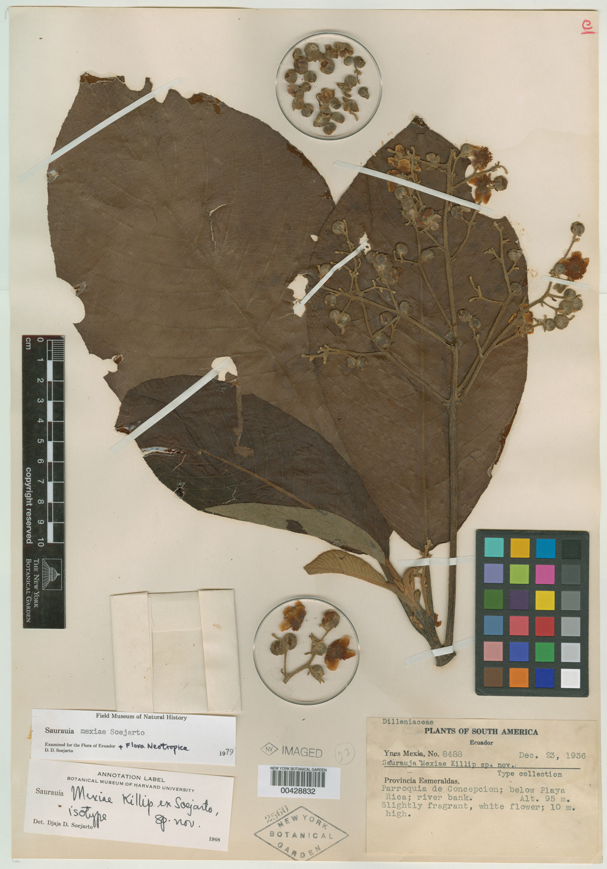 This specimen of Saurauia mexiae in the Steere Herbarium was collected by Mexia and named in her honor. It is a “type specimen,” which is a specimen selected to serve as a reference point when a plant species is first named. NY Botanical Garden.