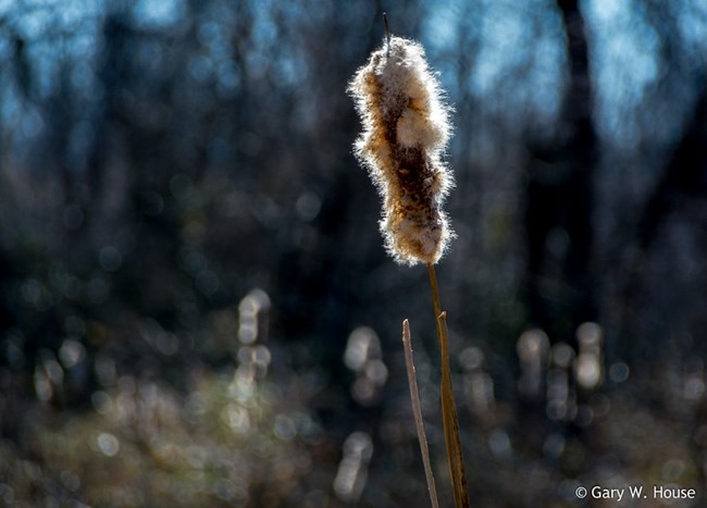 A cattail plant with fluffy seeds.