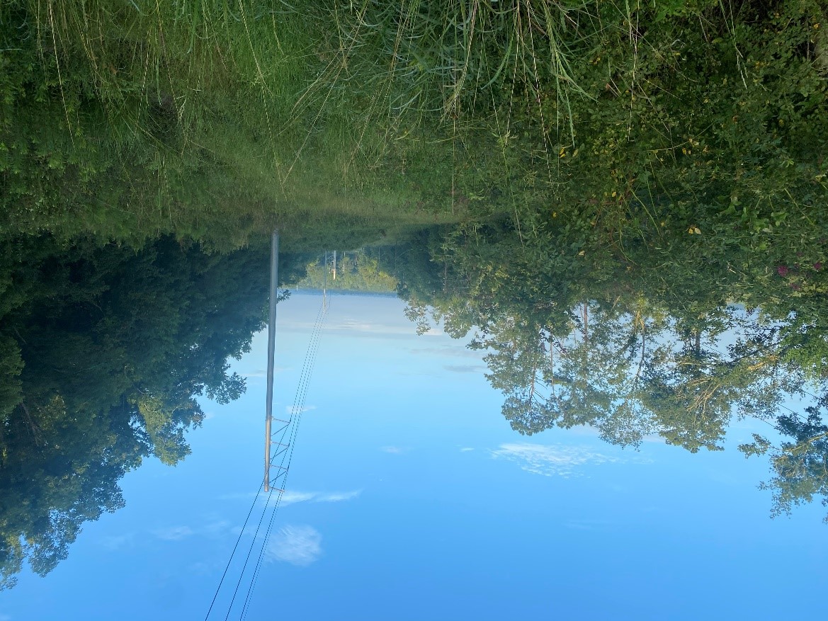 Image of land with trees and green grass.