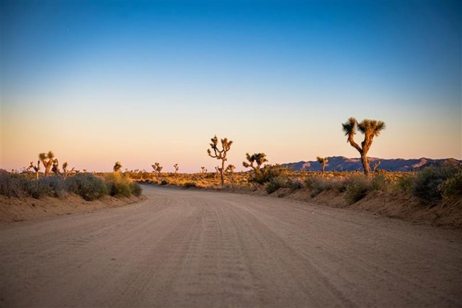 A road with Joshua trees