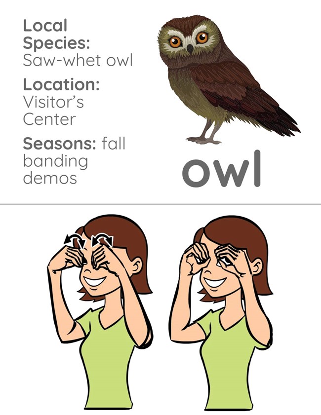 A graphic of a woman wearing a green shirt holding her hands to her eyes. She is shown twice and is moving her hands in the first image. There is a brown owl above her with text next to it that reads “Local Species: Saw-whet owl;Location: Visitor’s Center