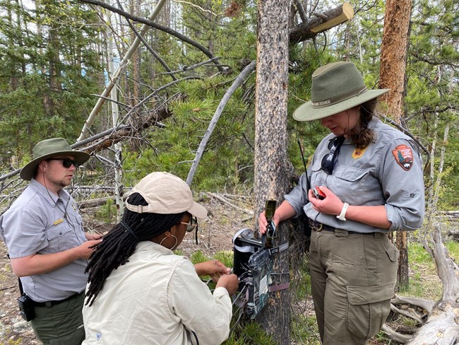 Trail Counter Three individuals, two wearing park ranger uniforms, stand around a tree. One individual wearing a tan shirt and hat works on a black device on the tree