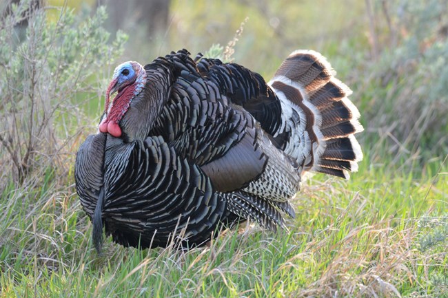 A large male (tom) turkey is in a field of tall grass.