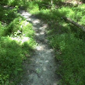 Japanese Stiltgrass along Park Trail Japanese Stiltgrass along Park Trail