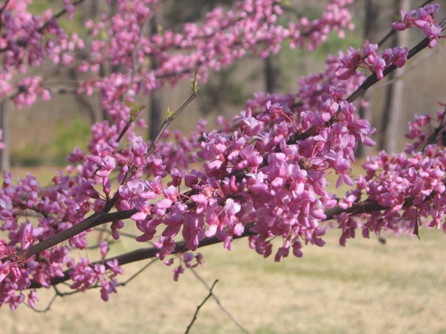 Adjust plantings to coordinate with spring indicators like lilacs.