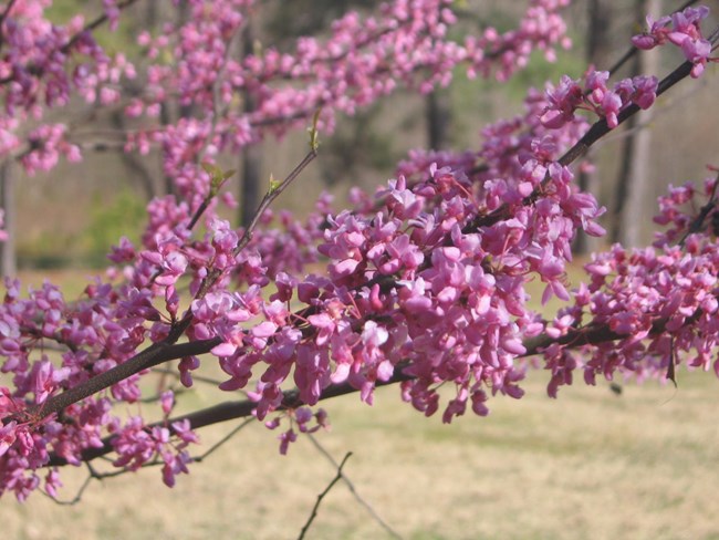 lilacs in bloom Adjust plantings to coordinate with spring indicators like lilacs.