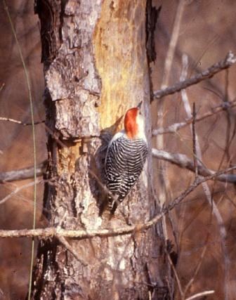 Red-bellied Woodpecker