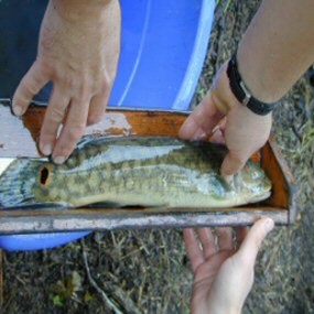 Bowfin from Hatcher's Run