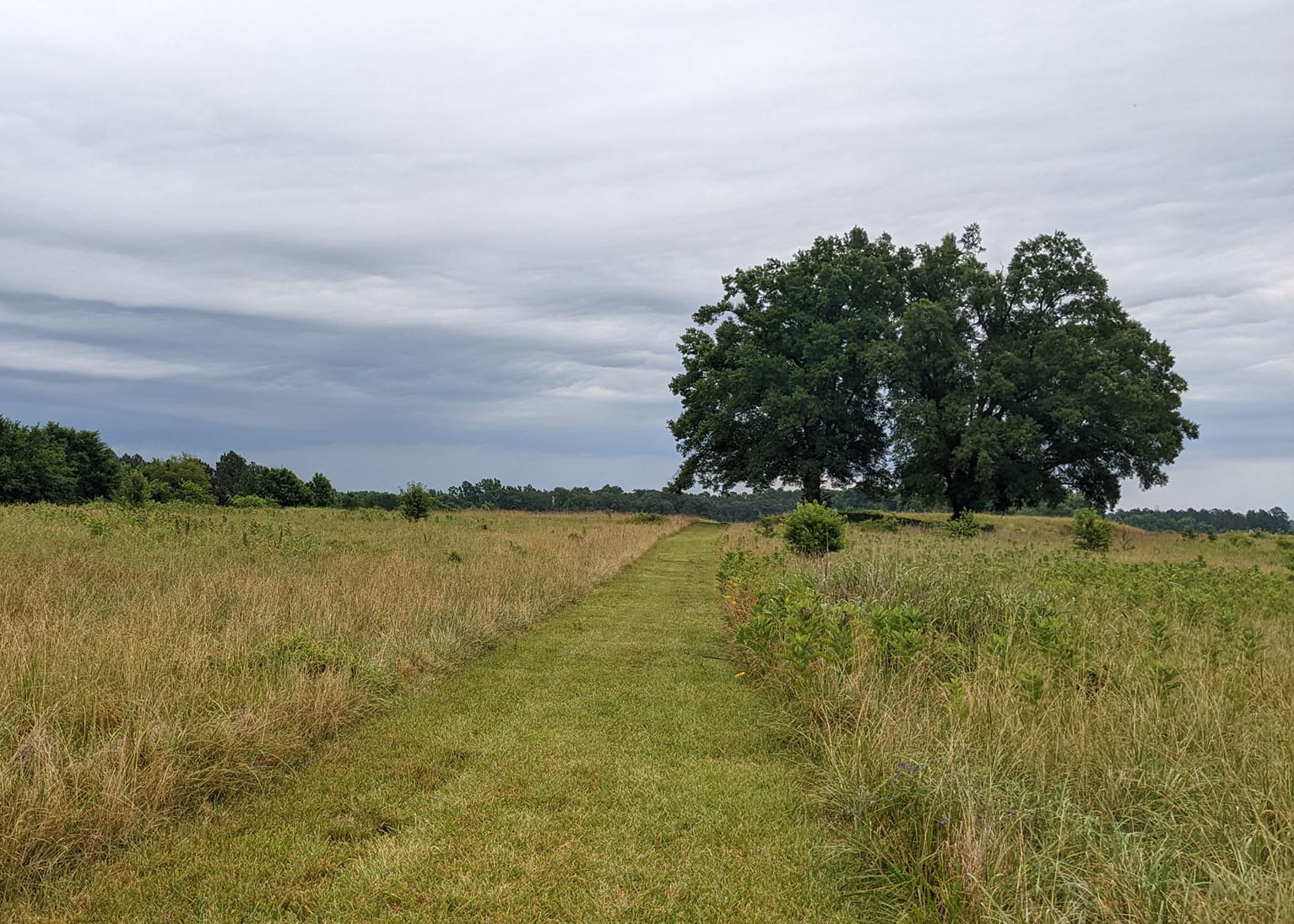 Wide trail mowed in an open grass field leading toward two large trees.