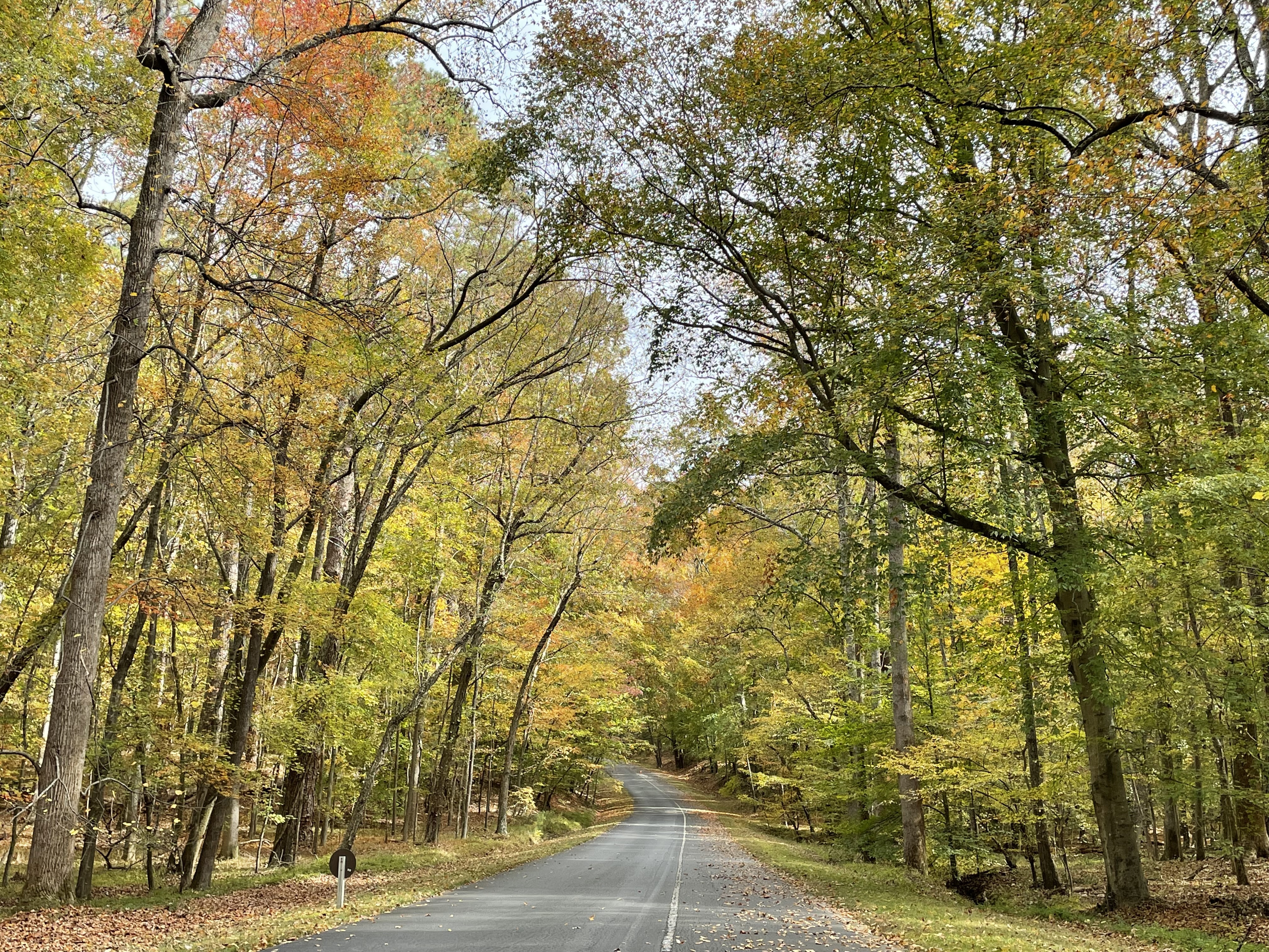 A single lane road lined by trees with green, yellow, and orange leaves.