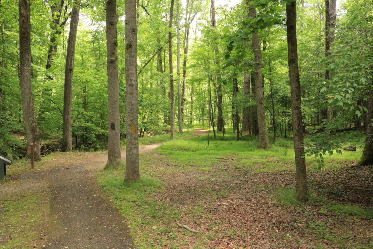 A wide trail winding trail surround by tall trees.