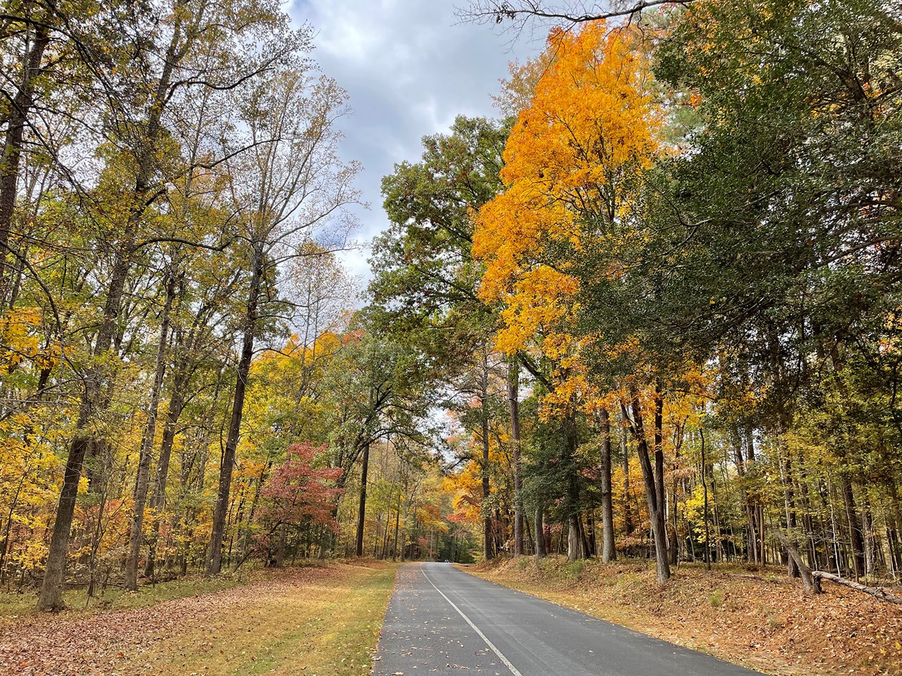 Trees with red, yellow, and green leave line a single lane road.