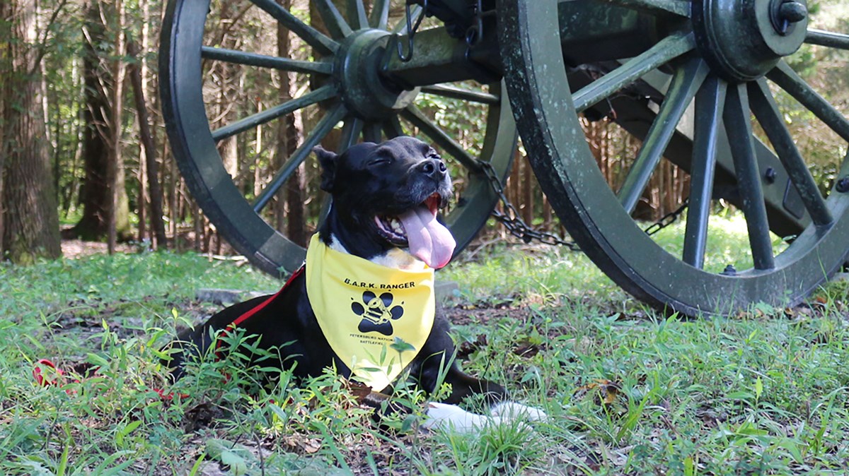 Black dog laying doing in front of cannon wheels in the grass, with a bright yellow B.A.R.K. Ranger bandana around neck.