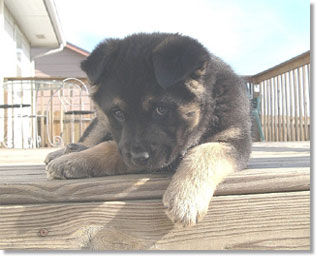 puppy puppy