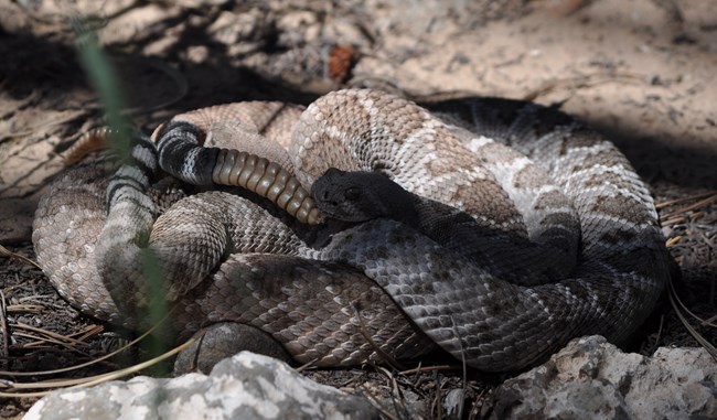 Rattlesnake coiled up