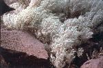 Photograph of Sand Sage nestled between basalt boulders.