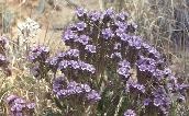 Scorpion Weed in full bloom with its purple flowers along a curled stalk.