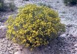 Snakeweed in bloom with dark yellow flowers.