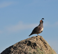 A Gambel's quail standing on a rock. A male Gambel's quail standing on a rock against a blue sky background.