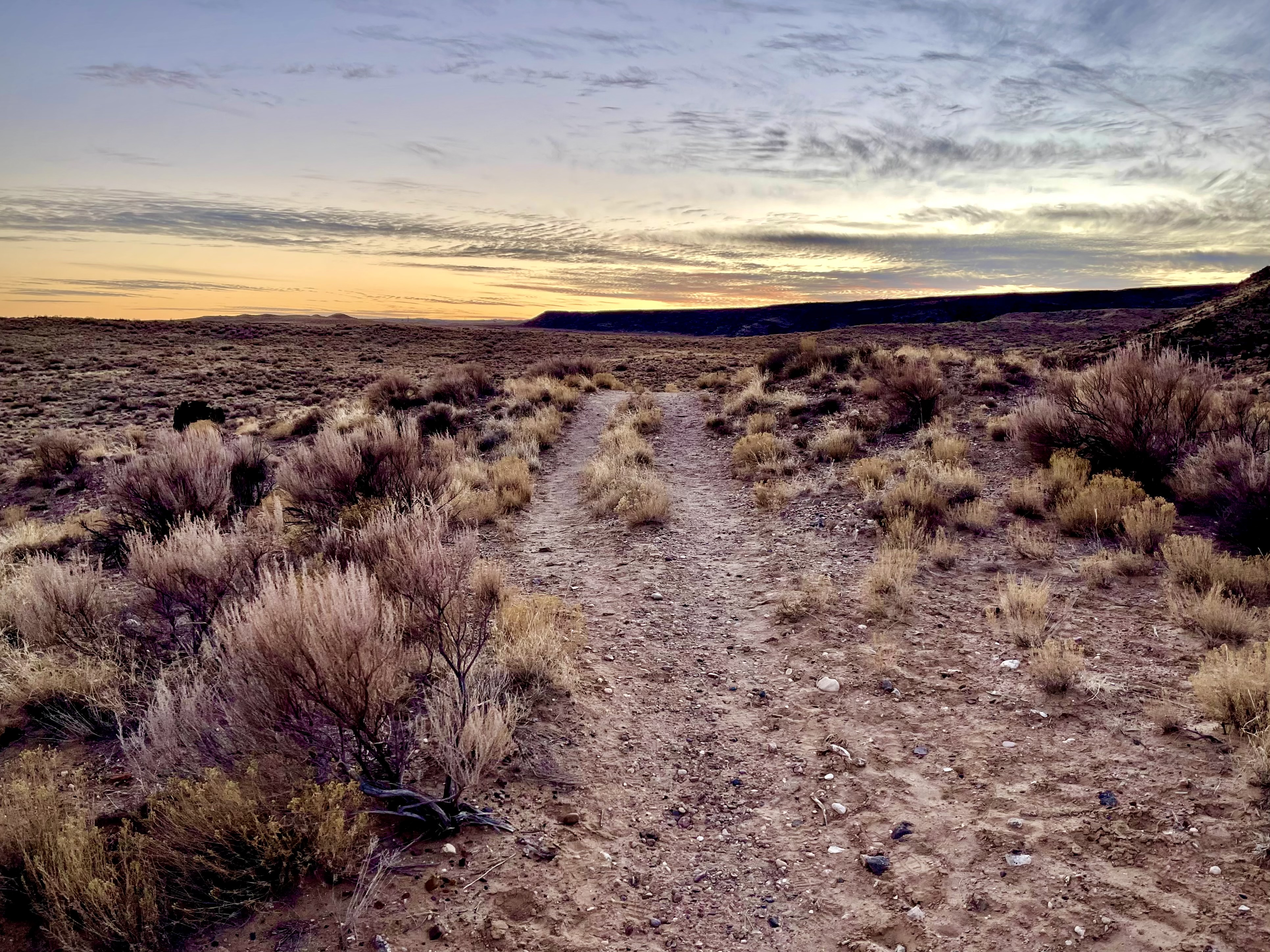 Sunset at Mesa Prieta Trail System A desert trail during the golden hour. Desert plant life surrounds a two wheel rut trail under a yellow to blue sky at sunset.