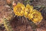 Yellow cactus rose