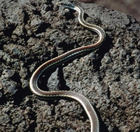 Snake on a rock