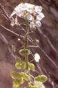 Spectacle Pod Flower