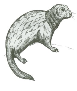 Black ink drawing of a Spotted Ground Squirrel.
