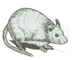 Black ink drawing of a White-throated Wood Rat.